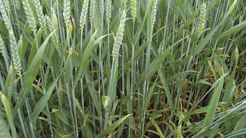 Céréales: pensez protection intégrée pour lutter contre les maladies
