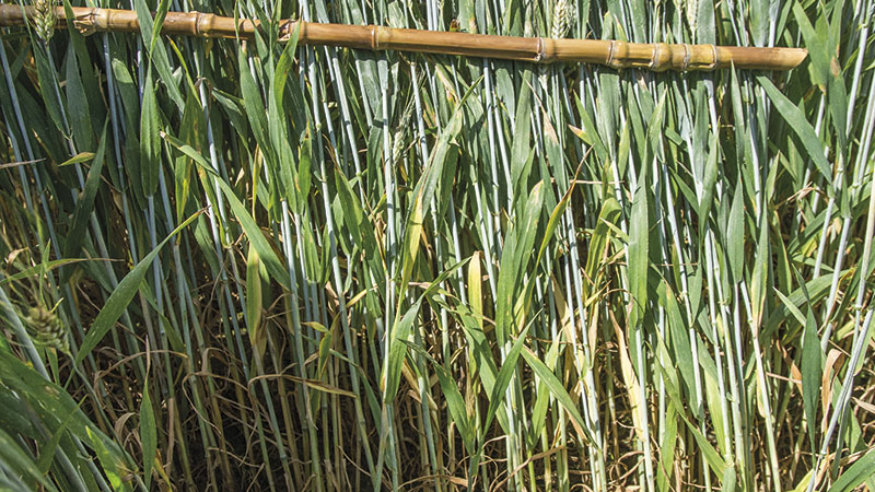 Biocontrôle: peut-il lutter précocement contre la septoriose du blé?