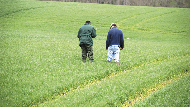 Résultats des essais Arvalis sur les fongicides en blé tendre