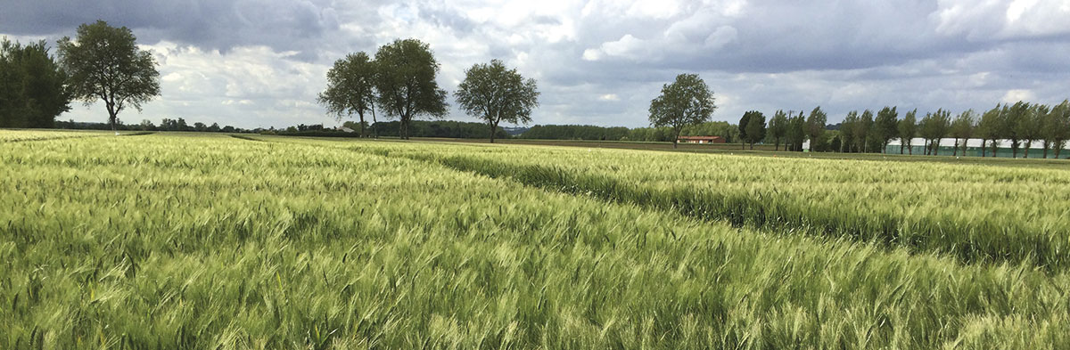 Analyse des pratiques culturales de l'agriculture biologique en 2016-2017