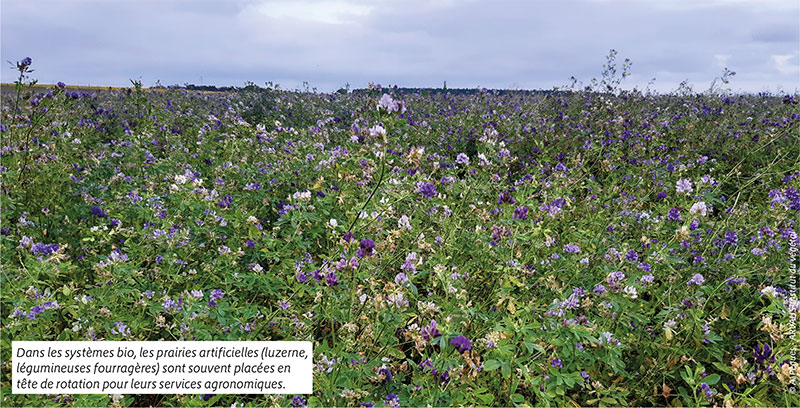 Dans les systèmes bio, les prairies artificielles (luzerne, légumineuses fourragères) sont souvent placées en tête de rotation pour leurs services agronomiques.