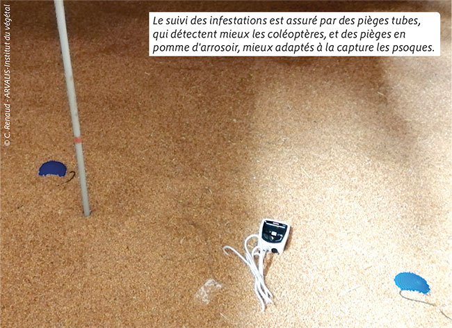 Le suivi des infestations est assuré par des pièges tubes, qui détectent mieux les coléoptères, et des pièges en pomme d'arrosoir, mieux adaptés à la capture les psoques.