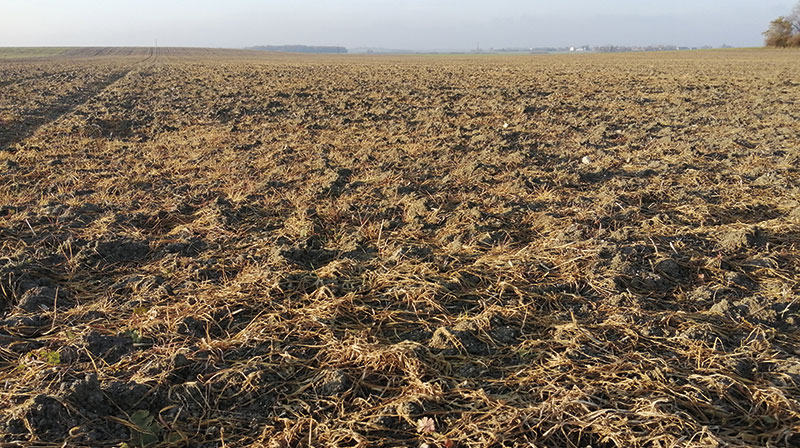 Trouver des alternatives au glyphosate sans labourer