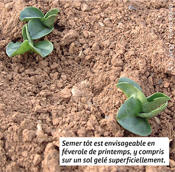 Semer tôt est envisageable en féverole de printemps, y compris sur un sol gelé superficiellement. 