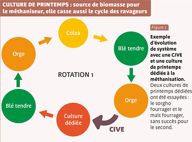 CULTURE DE PRINTEMPS : source de biomasse pour le méthaniseur, elle casse aussi le cycle des ravageurs