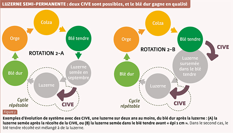 LUZERNE SEMI-PERMANENTE : deux CIVE sont possibles, et le blé dur gagne en qualité
