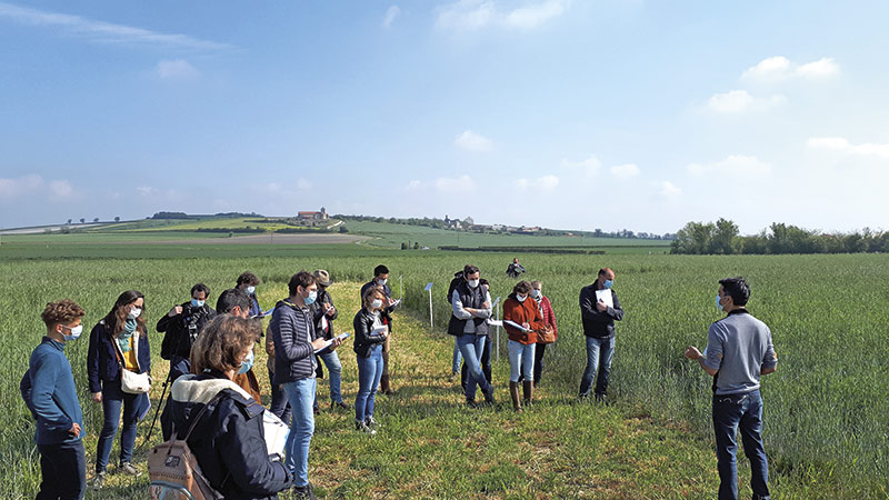 Introduire des CIVE en systèmes céréaliers des zones intermédiaires