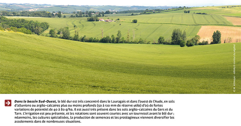 Où cultive-t-on du blé dur en France ?