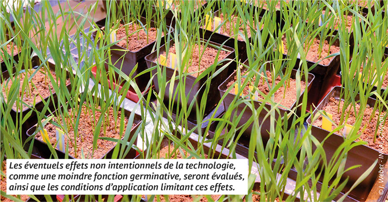 Les éventuels effets non intentionnels de la technologie, comme une moindre fonction germinative, seront évalués, ainsi que les conditions d’application limitant ces effets.