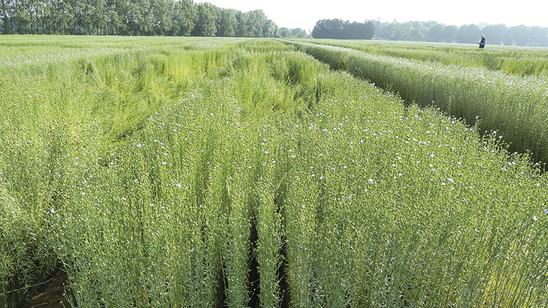 20 variétés de lin fibre de printemps évaluées par Arvalis en 2021