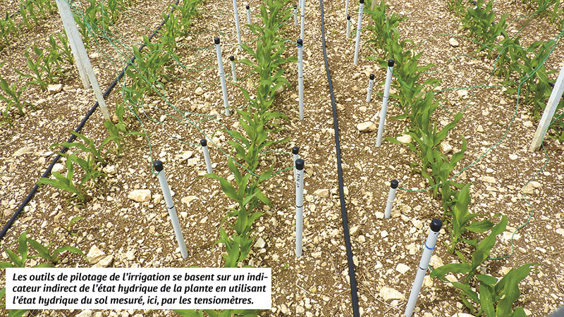 Recommandations pour optimiser l'irrigation du maïs