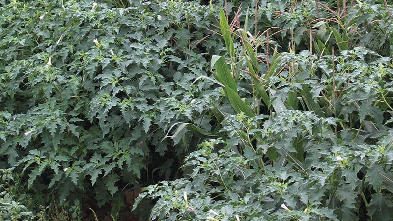 Limiter le salissement des parcelles de maïs par le datura