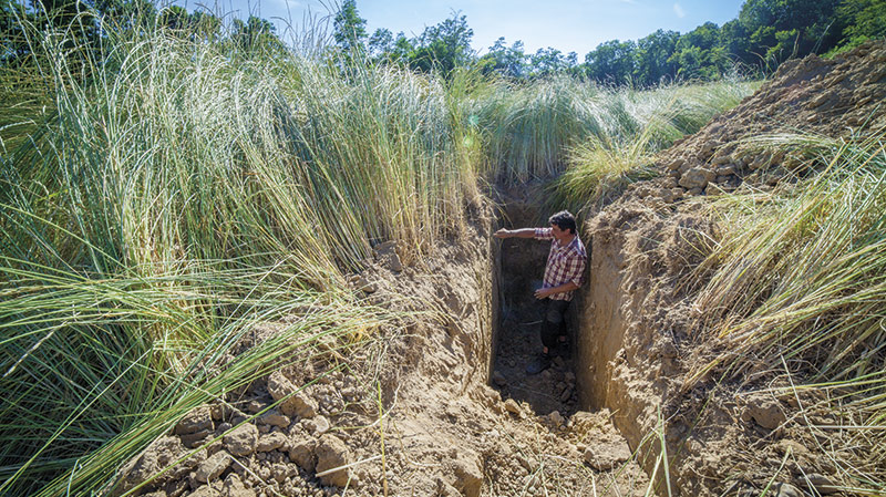 Le Kernza en France: conduite et débouchés de cette céréale pérenne
