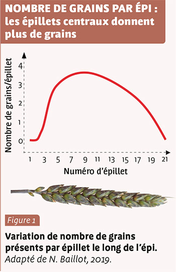 NOMBRE DE GRAINS PAR ÉPI : les épillets centraux donnent plus de grains