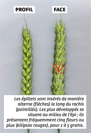 Les épillets sont insérés de manière alterne (flèches) le long du rachis (pointillés). Les plus développés se situent au milieu de l’épi ; ils présentent fréquemment cinq fleurs ou plus (ellipses rouges), pour 2 à 5 grains.