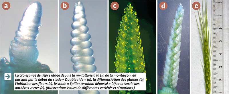 Tout savoir sur la fertilité des épis des céréales à paille