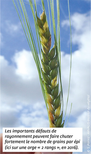 Les importants défauts de rayonnement peuvent faire chuter fortement le nombre de grains par épi (ici sur une orge « 2 rangs », en 2016).