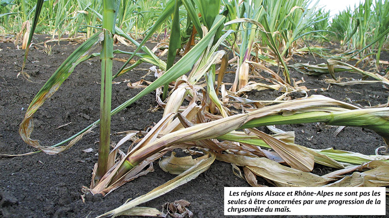 lutte contre les ravageurs du maïs en début de campagne
