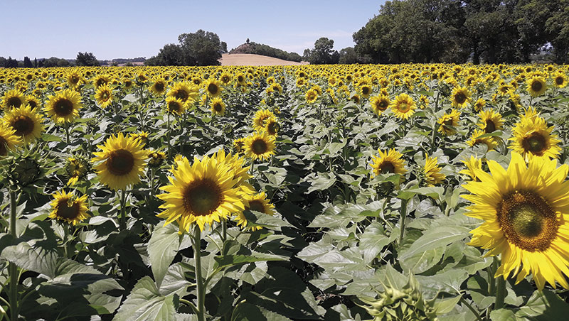 Enquête Terres Innovia: pratiques culturales en tournesol en 2021