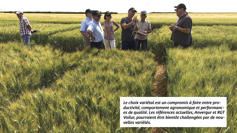 23 variétés de blé dur évaluées par Arvalis