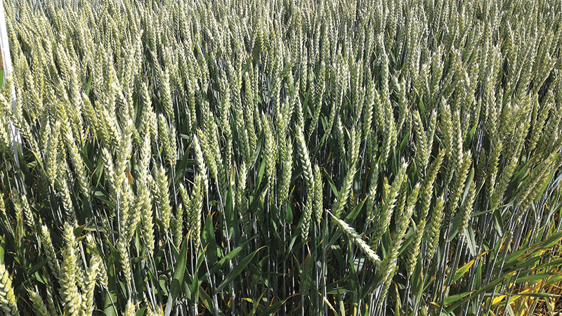 Où sont cultivées les différentes variétés de blé tendre?