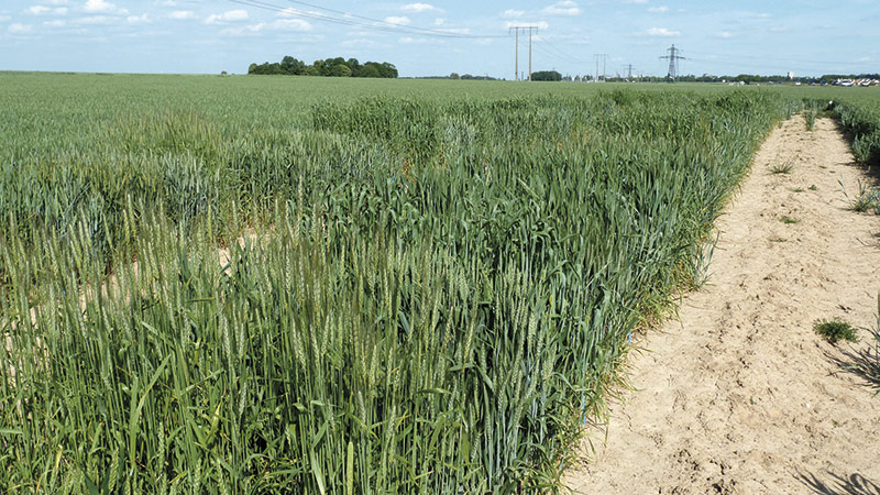 Suivi des variétés de blé tendre inscrites en 2021