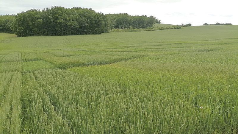 Une trentaine de variétés de blé tendre convenant au bio