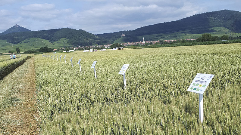 23 blés tendres panifiables supérieurs inscrits en 2022