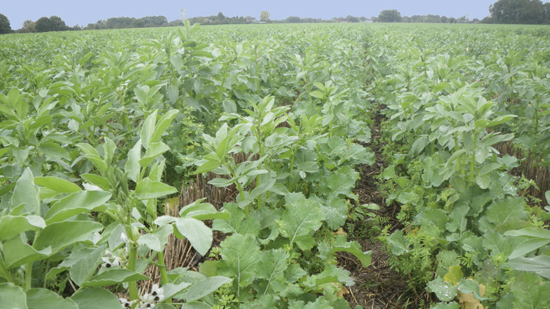 Enquête auprès des producteurs français de féverole (récolte 2021)