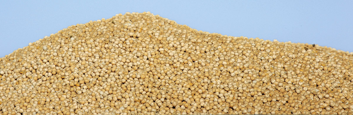 Diagnostic de la filière Pois