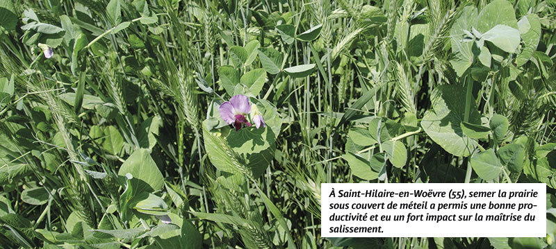 À Saint-Hilaire-en-Woëvre (55), semer la prairie sous couvert de méteil a permis une bonne productivité et eu un fort impact sur la maîtrise du salissement.