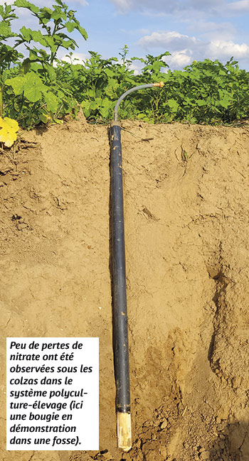 Peu de pertes de nitrate ont été observées sous les colzas dans le système polyculture-élevage (ici une bougie en démonstration dans une fosse).