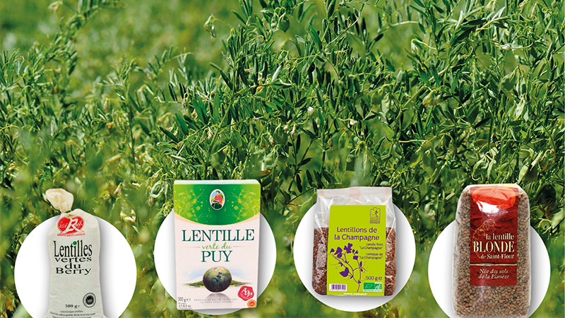 Production, collecte et marché de la lentille française