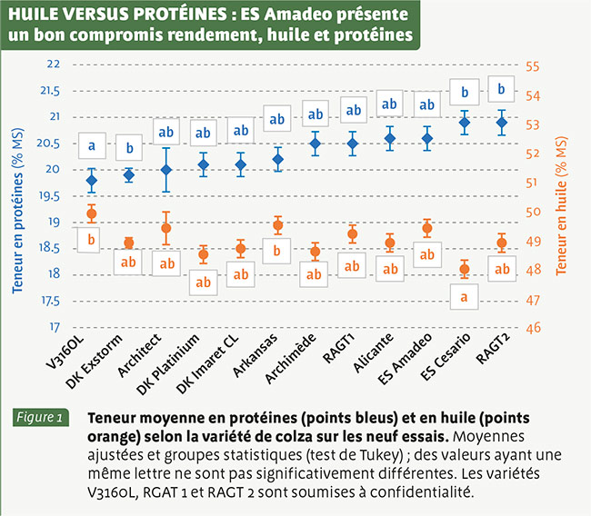 HUILE VERSUS PROTÉINES : ES Amadeo présente un bon compromis rendement, huile et protéines