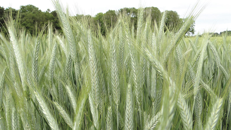 Nouveautés 2022 et variétés récentes de triticale