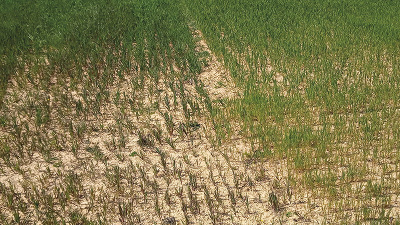 Azote, phosphore, potassium à surveiller de près en AB
