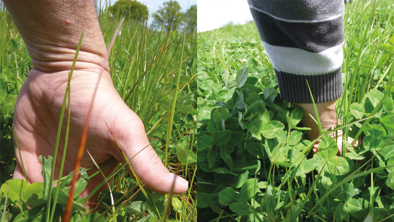 La fertilité des prairies, enjeu fort en polyculture-élevage bio