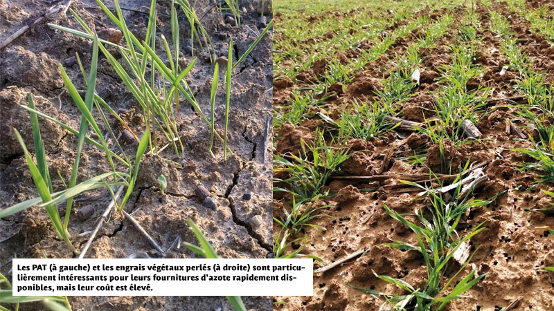 Les PAT (à gauche) et les engrais végétaux perlés (à droite) sont particulièrement intéressants pour leurs fournitures d’azote rapidement disponibles, mais leur coût est élevé.