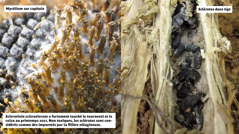 Sclerotinia sclerotiorum a fortement touché le tournesol et le colza au printemps 2021. Non toxiques, les sclérotes sont considérés comme des impuretés par la filière oléagineuse.