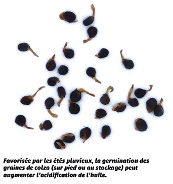 Favorisée par les étés pluvieux, la germination des graines de colza (sur pied ou au stockage) peut augmenter l’acidification de l’huile.