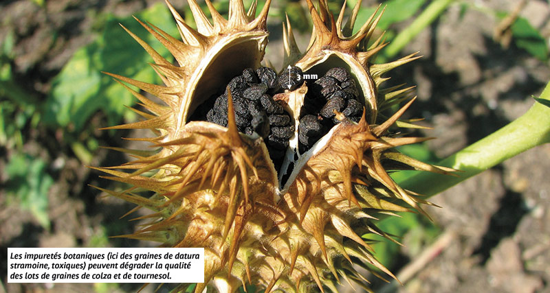 Les impuretés botaniques (ici des graines de datura stramoine, toxiques) peuvent dégrader la qualité des lots de graines de colza et de tournesol.