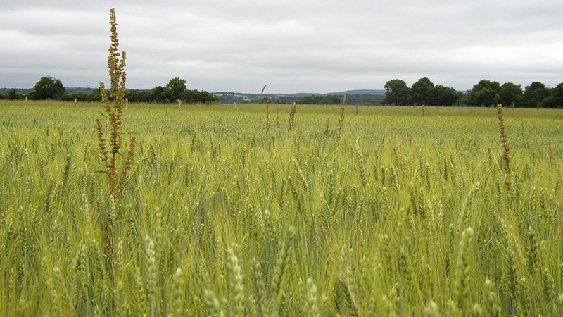 Désherbage du rumex en système biologique