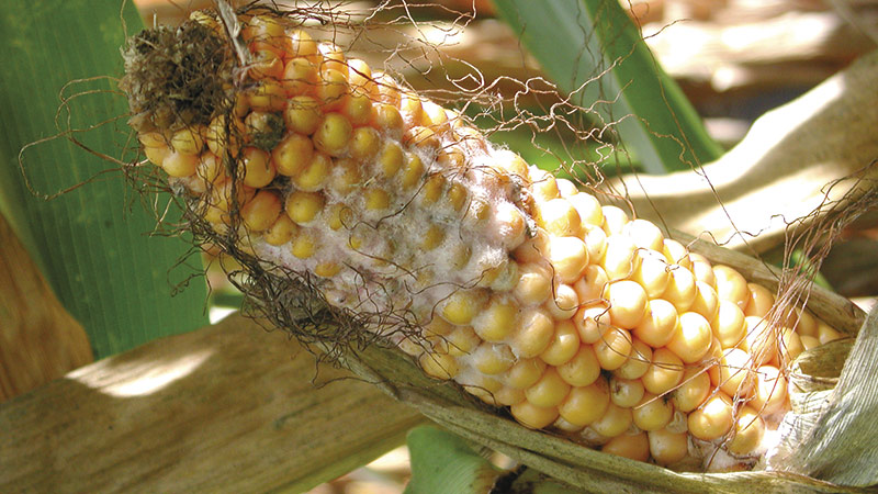 Minimiser le risque de contamination au déoxynivalénol du maï grain