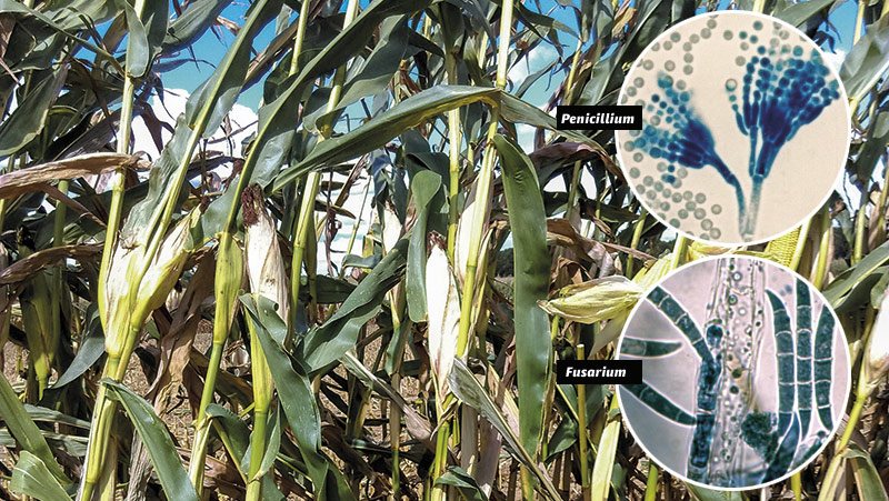 Maïs fourrage contaminé : conséquences pour les bovins