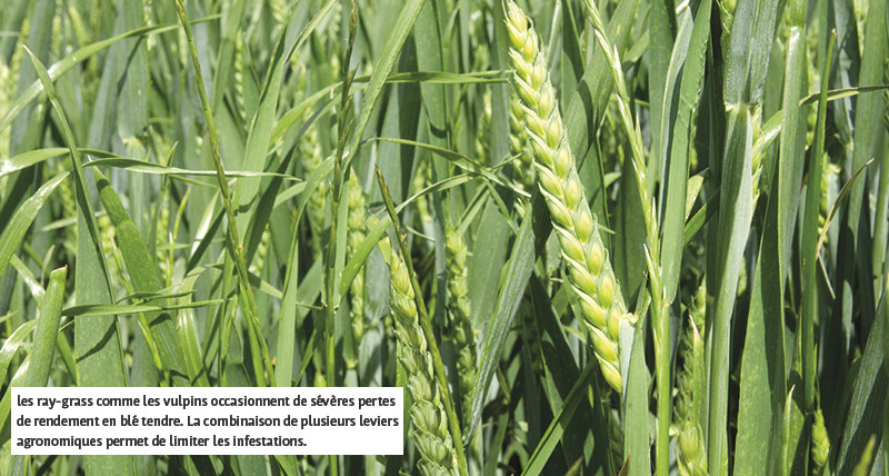 les ray-grass comme les vulpins occasionnent de sévères pertes de rendement en blé tendre. La combinaison de plusieurs leviers agronomiques permet de limiter les infestations.