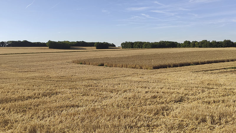 Céréales françaises à l'export: campagne 2021-22 & prévisions 2023