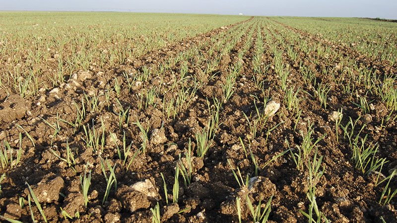 Comment décaler la date de ses semis de céréales à paille