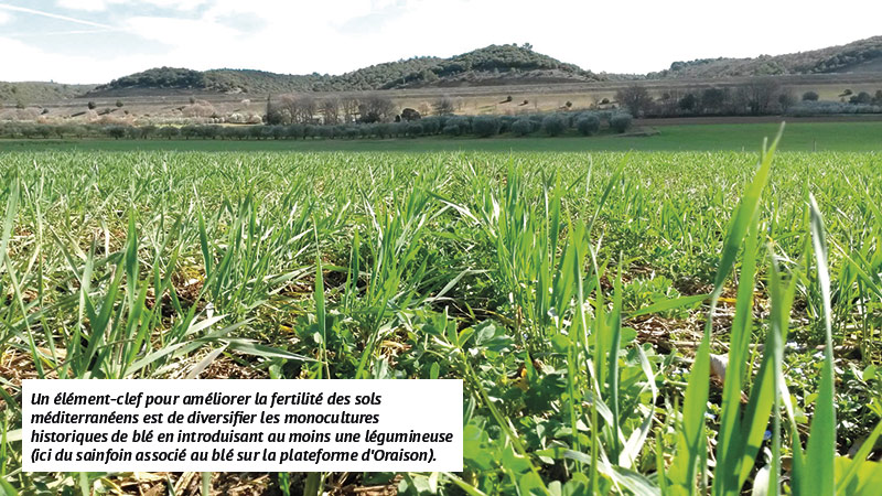 Un élément-clef pour améliorer la fertilité des sols méditerranéens est de diversifier les monocultures historiques de blé en introduisant au moins une légumineuse (ici du sainfoin associé au blé sur la plateforme d'Oraison).