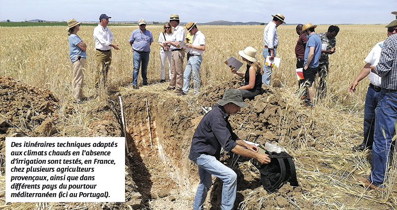 Des itinéraires techniques adaptés aux climats chauds en l’absence d’irrigation sont testés, en France, chez plusieurs agriculteurs provençaux, ainsi que dans différents pays du pourtour méditerranéen (ici au Portugal).