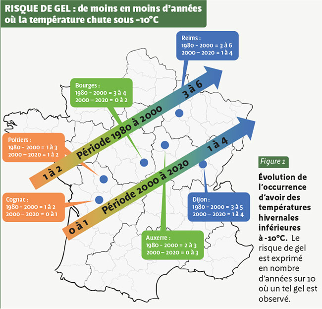 RISQUE DE GEL : de moins en moins d’années où la température chute sous -10°C